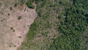 Deforestation in Brazil's Amazon rainforest declined to the ​lowest: A practical reader guide