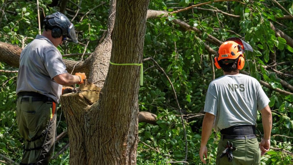 federal judge ruled on Monday (October 26, 2026) to halt tree-cutting: A practical reader guide