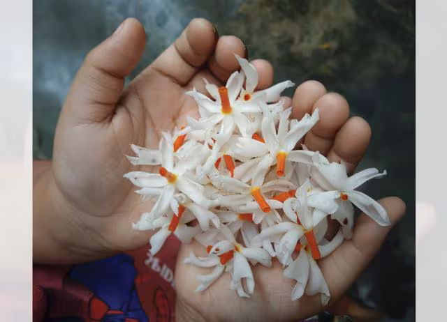 The scent of something new — Spectator by Seema Goswami: A practical reader guide