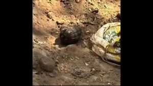 Another grenade found in Nalagarh, couple arrested: A practical reader guide