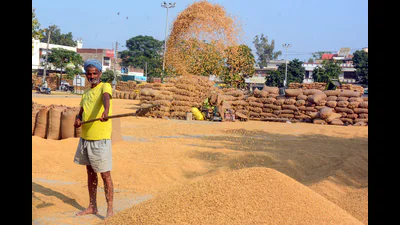 Bumper paddy yield a procurement challenge in Punjab: A practical reader guide