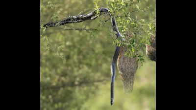 Wildbuzz | A fortress against snakes: A practical reader guide
