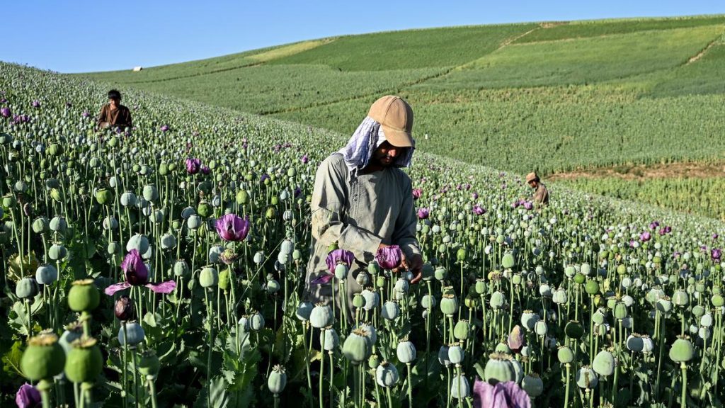 Long the world’s leading producer of poppies, Afghanistan was: A practical reader guide