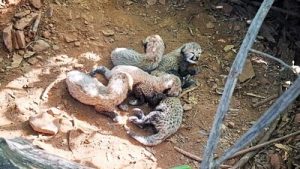 In a first, cheetahs to roam in tiger territory at Veerangana: A practical reader guide