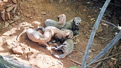 In a first, cheetahs to roam in tiger territory at Veerangana: A practical reader guide