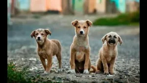 After 2 failed bids, Panchkula MC invites tenders for dog: A practical reader guide