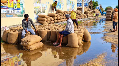 Untimely rain accompanied by strong winds disrupted paddy and Bajra: A practical reader guide