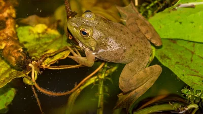 A frog introduced for hunting and food has become a threat to one: A practical reader guide