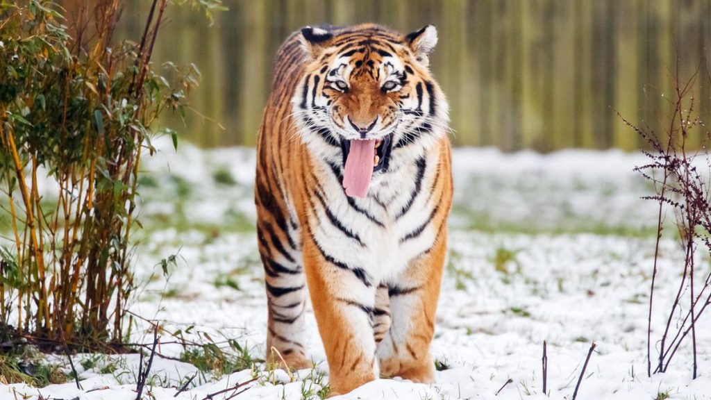 Tiger kills man who entered major cat enclosure at English wildlife: A practical reader guide