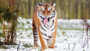 Tiger kills man who entered major cat enclosure at English wildlife: A practical reader guide