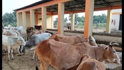 Instructions have been issued to make two cows available from each: A practical reader guide