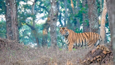 7 years on, Similipal eco-sensitive zone notification remains: A practical reader guide