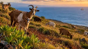 When Captain James Cook sailed into Hawaii in 1778, he left behind: A practical reader guide
