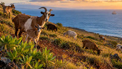 When Captain James Cook sailed into Hawaii in 1778, he left behind: A practical reader guide