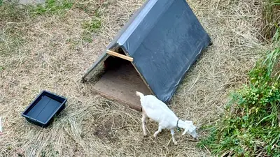 Two goats have become an unlikely attraction outside a railway: A practical reader guide
