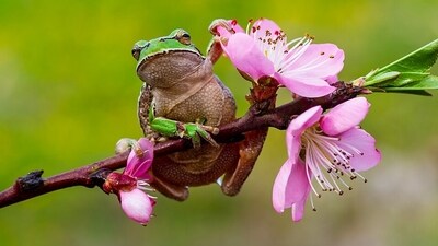 Chernobyl tree frogs near sites hit hardest by radiation in 1986 had: A practical reader guide