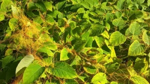 marshal to Japan, and over the following years, Hogg sent plants home: A practical reader guide