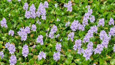 State Department case study on water hyacinth, this plant has: A practical reader guide