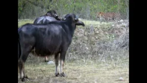 Wildbuzz | Quick to beat a retreat: A practical reader guide