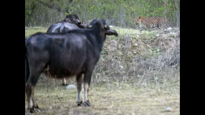 Wildbuzz | Quick to beat a retreat: A practical reader guide