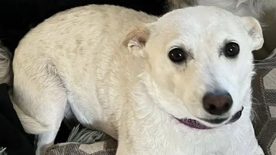 Missing dog Luna found in Yellowstone wilderness after month: A practical reader guide