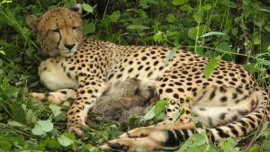 KJP21, a female cheetah born in India, has given birth to five: A practical reader guide