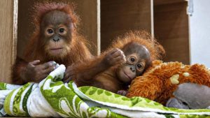Baby orangutan rescued in India repatriated to Indonesia: A practical reader guide