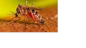 Dengue cases in Lucknow have risen sharply, with 87 new cases: A practical reader guide