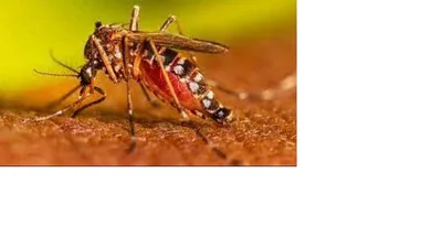 Dengue cases in Lucknow have risen sharply, with 87 new cases: A practical reader guide