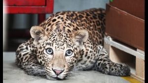 Two-year-old killed in leopard attack in Satara: A practical reader guide