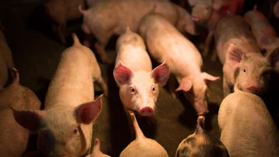 The French explorer Jean François Marie de Surville brought pigs: A practical reader guide