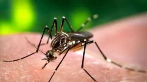 Gurugram’s dengue tally rose to 70 on Friday after two fresh cases: A practical reader guide