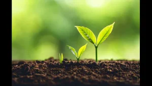 HC: Geo tagging must for compensatory saplings being planted by Fortis: A practical reader guide