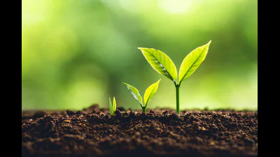 HC: Geo tagging must for compensatory saplings being planted by Fortis: A practical reader guide
