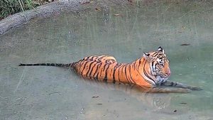 Tigress from Buxa reserve, recently relocated from Bihar, enters Assam: A practical reader guide