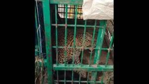 The leopard was trapped around 10.40 pm, according to the Forest: A practical reader guide