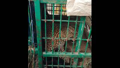 The leopard was trapped around 10.40 pm, according to the Forest: A practical reader guide