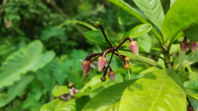 Shrub first recorded in 1821 rediscovered in Assam, alongside 2 new: A practical reader guide