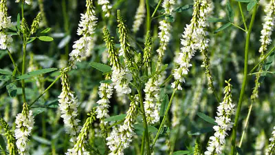 Sweetclover likely was introduced in Alaska in 1916 during roadside: A practical reader guide
