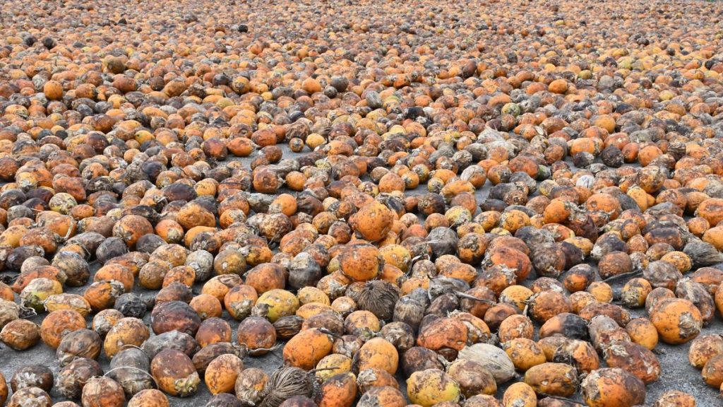 ED searches 16 places linked to smuggling of foreign-origin betel nut: A practical reader guide