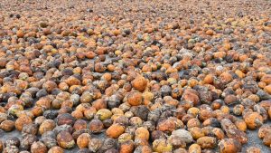 ED searches 16 places linked to smuggling of foreign-origin betel nut: A practical reader guide