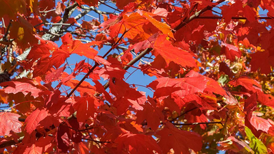 Washington planted 507 Norway maples in 1920 to honor WWI soldiers: A practical reader guide