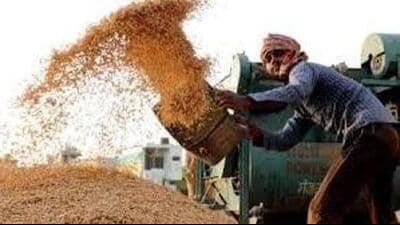 Haryana allows procurement beyond paddy yield limits: A practical reader guide