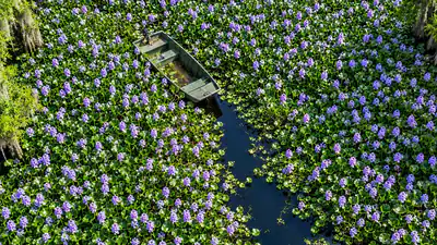 Florida embraced water hyacinth for its purple flowers in the 1880s: A practical reader guide