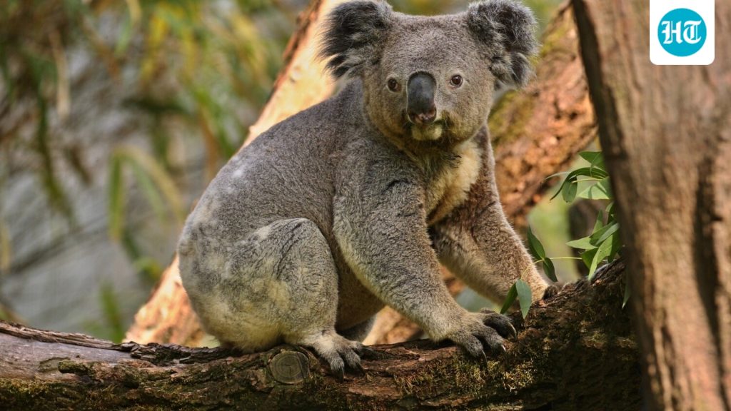 Here are the best places to spot Koalas in Australia according: A practical reader guide