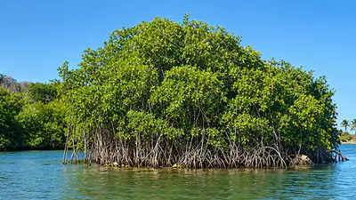 Forest Service researcher James Allen explains that red mangroves: A practical reader guide