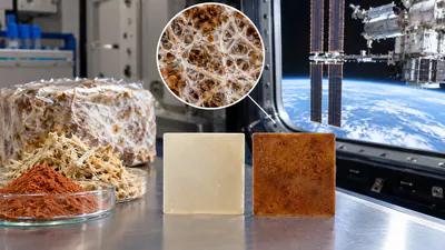 Researchers tested fungal pigment in plant-based plastic aboard: A practical reader guide