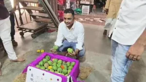First batch of Alphonso arrives at Vashi APMC, but drought clouds: A practical reader guide