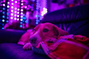 A guide to keep your furry friends safe and comfortable: A practical reader guide
