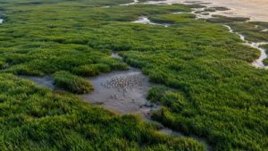 In 1979, China introduced smooth cordgrass to create coastal land; it: A practical reader guide